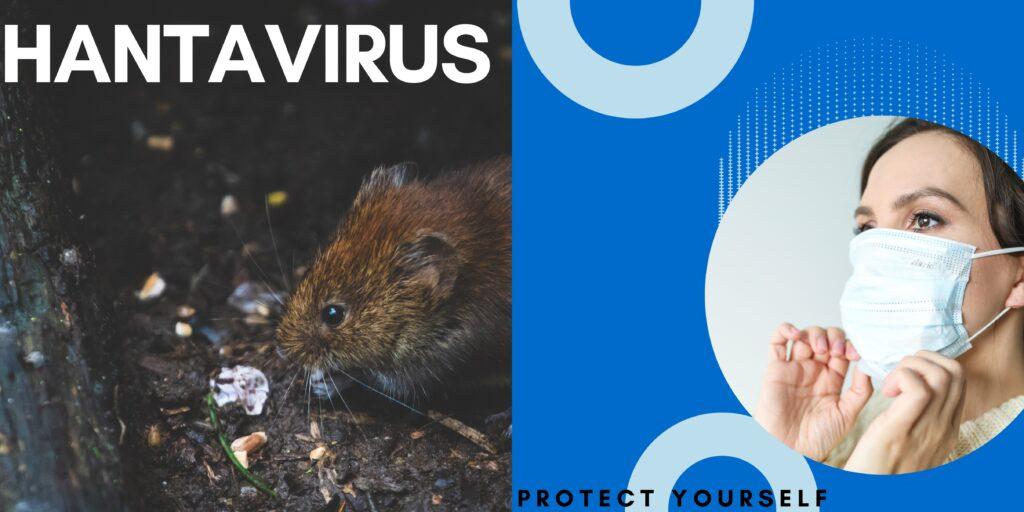 Hantavirus- a mouse drooping disease and Hantavirus symptoms