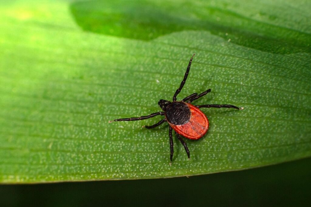 Understanding Lyme Disease: Symptoms, Causes, and prevention