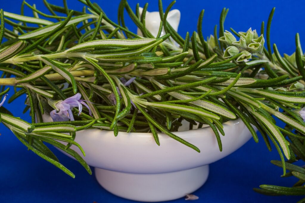Rosemary Plant