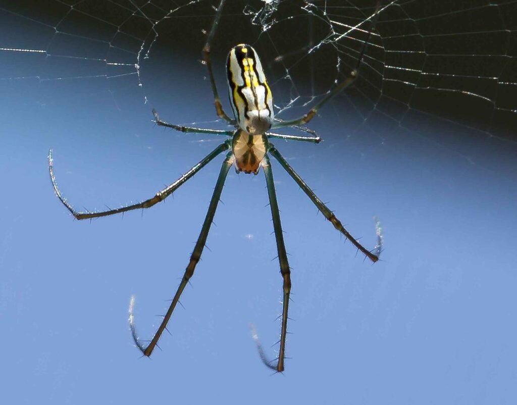 Banana Spider