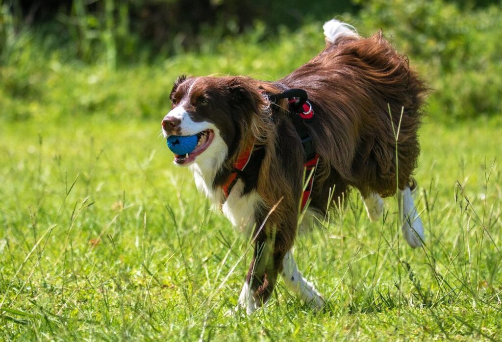 Dog Training and Psychology