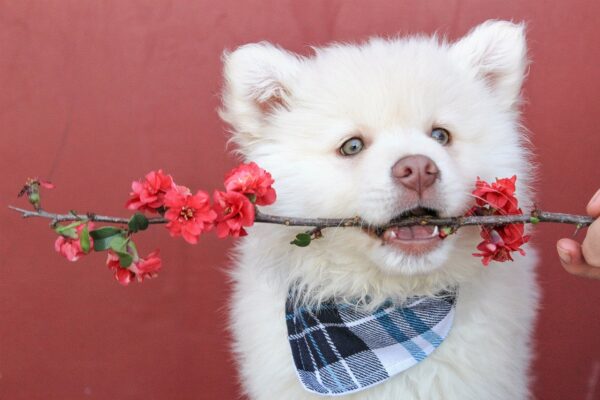 Calmer Collar for Dogs: A Solution to Canine Anxiety