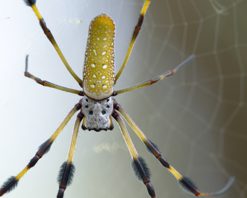 Banana Spider